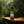 Load image into Gallery viewer, Hawaiian Jungle Shield - Single 2 oz. Spray
