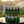 Load image into Gallery viewer, Hawaiian Jungle Shield - 6 Pack of 2oz. Spray
