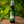 Load image into Gallery viewer, Hawaiian Jungle Shield - Single 2 oz. Spray
